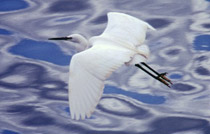 Egret flying over water