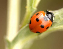 Ladybug